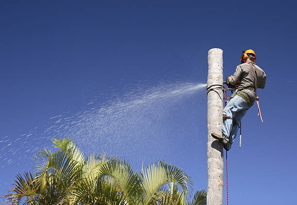 How Our Tree Care Process Works  in  Salisbury, MD